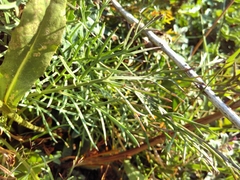 Jacobaea adonidifolia