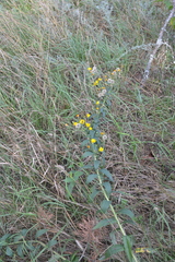 Hieracium robustum