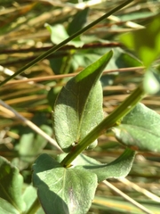 Campanula precatoria