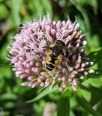 Eristalis horticola