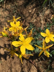 Hypericum perforatum
