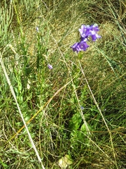 Campanula precatoria