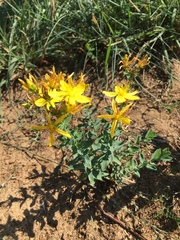 Hypericum perforatum