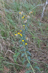 Hieracium robustum