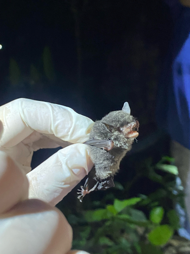 Myotis adversus observed 2025-04-25