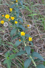 Hieracium robustum