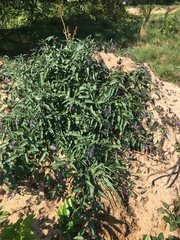 Solanum dulcamara