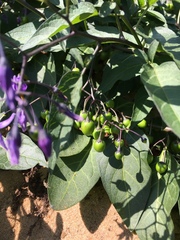 Solanum dulcamara
