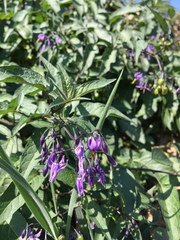 Solanum dulcamara