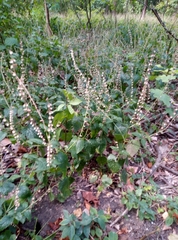 Scutellaria altissima