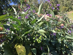 Solanum dulcamara