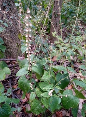Scutellaria altissima