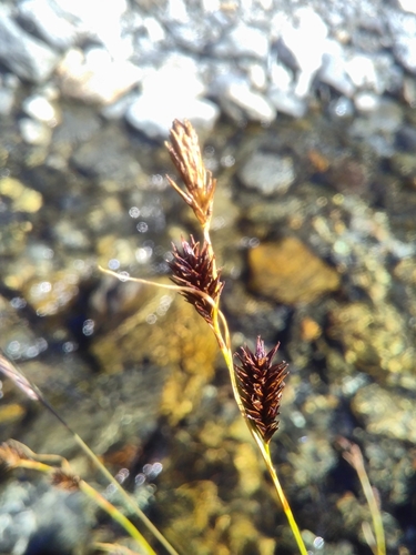 Ice sedge (Carex frigida)