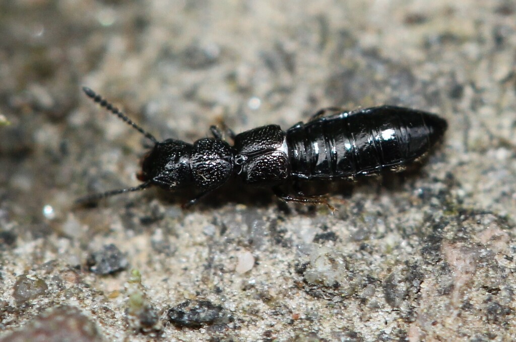Platystethus capito