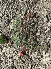 Oxytropis montana