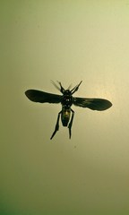 Macrocneme chrysitis