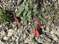 Oxytropis montana
