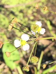 Alisma plantago-aquatica