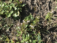 Euphrasia minima