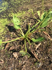 Alisma plantago-aquatica