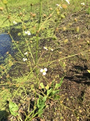 Alisma plantago-aquatica