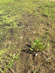 Alisma plantago-aquatica