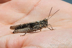 Heliastus sumichrasti