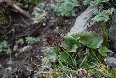 Micranthes purpurascens