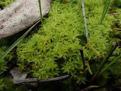 Leptodontium