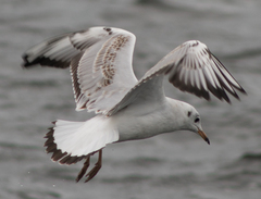 Chroicocephalus ridibundus