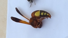 Rhynchium