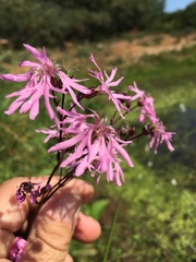 Silene flos-cuculi