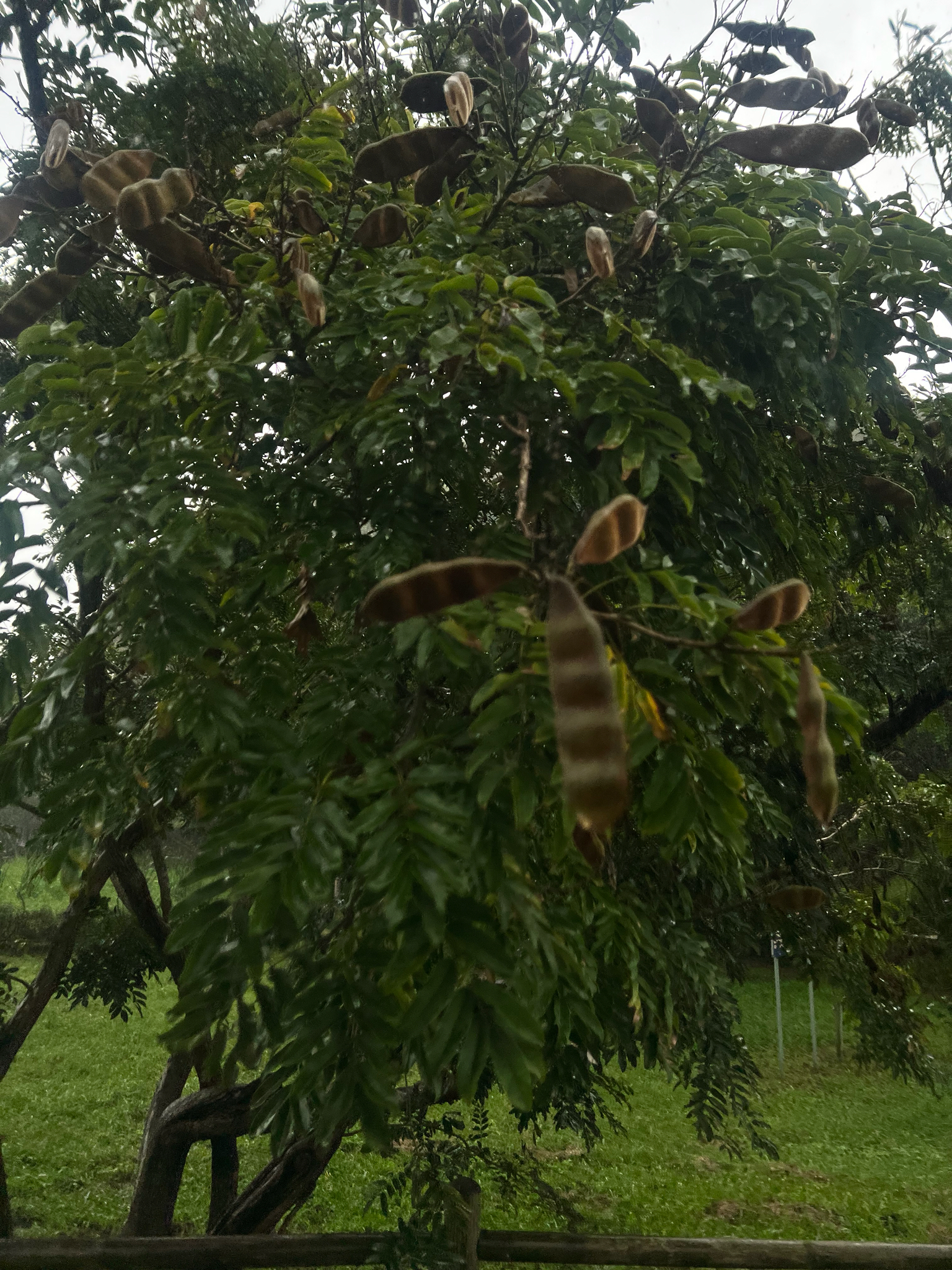 Imagem de Mulungu-do-litoral