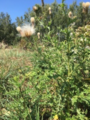 Cirsium arvense