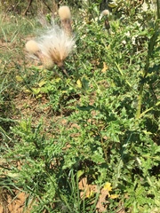 Cirsium arvense