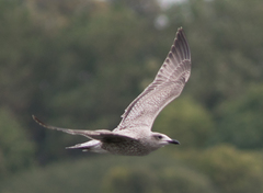 Larus argentatus