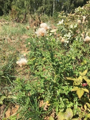 Cirsium arvense