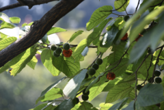 Broussonetia papyrifera