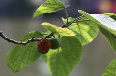 Broussonetia papyrifera