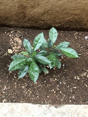 Tabernaemontana divaricata