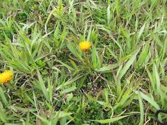 Hypochaeris ciliata