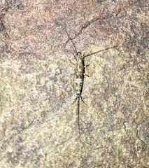 Petrobius brevistylis