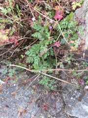 Geranium robertianum