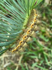 Acronicta euphorbiae