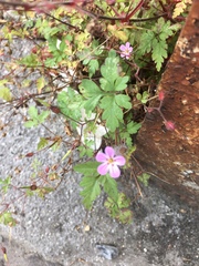 Geranium robertianum