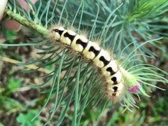 Acronicta euphorbiae