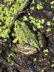 Pelophylax