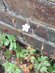 Geranium robertianum