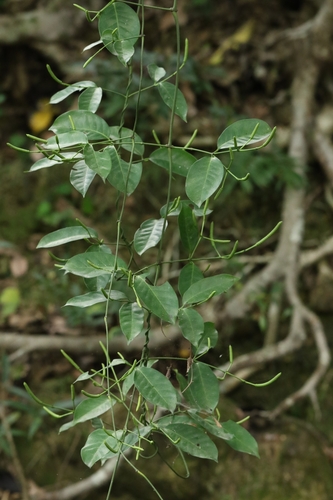 Luofushan Joint-fir (Gnetum luofuense)