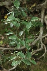 Gnetum luofuense